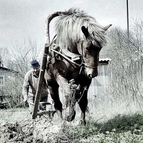 A Day In The Hayfields